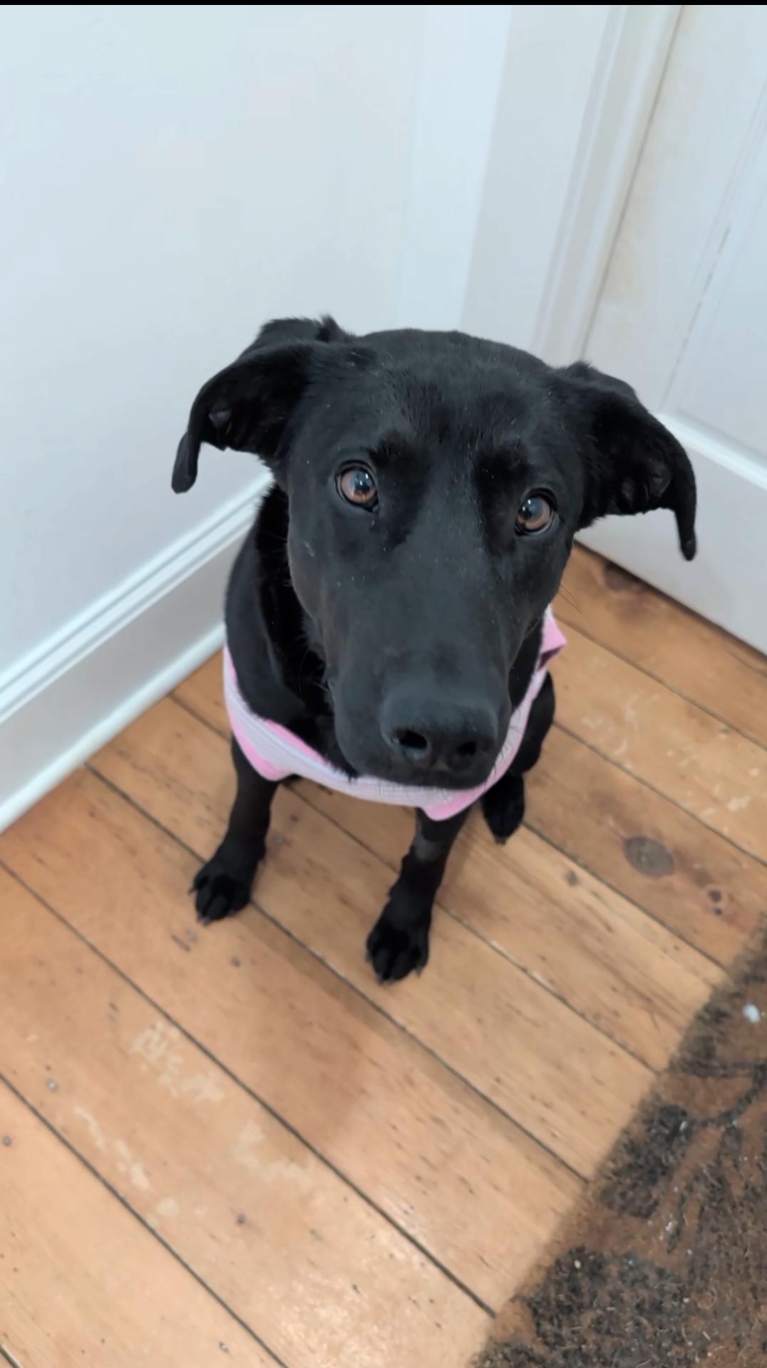 Dottienot Accepting Applications Yet!