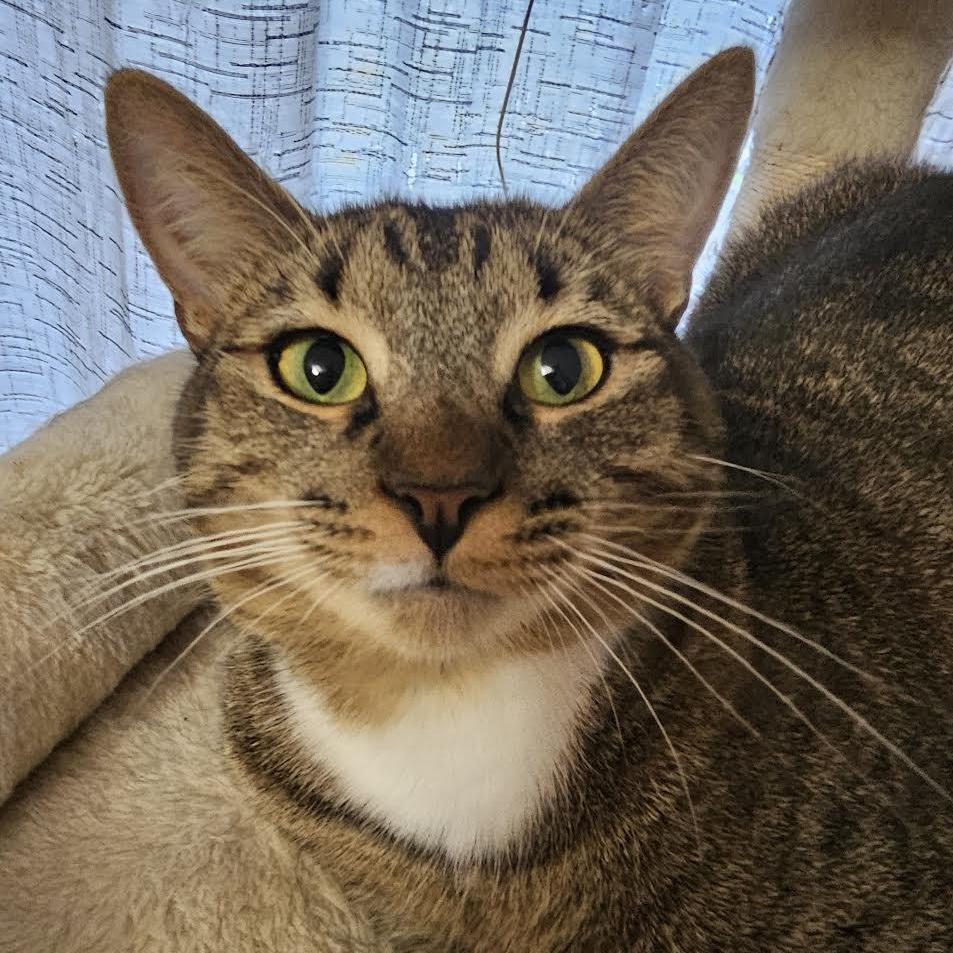 An adult medium-sized female Tabby (Brown / Chocolate) Tabby cat named Mia for adoption in Miami, FL