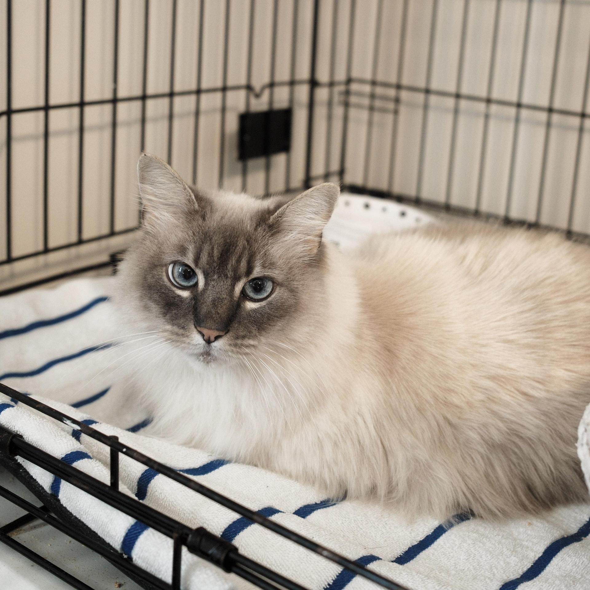 An adult large-sized female Cream / Ivory Ragdoll cat named Ophelia Fka Marshmallow for adoption in Franklin, TN