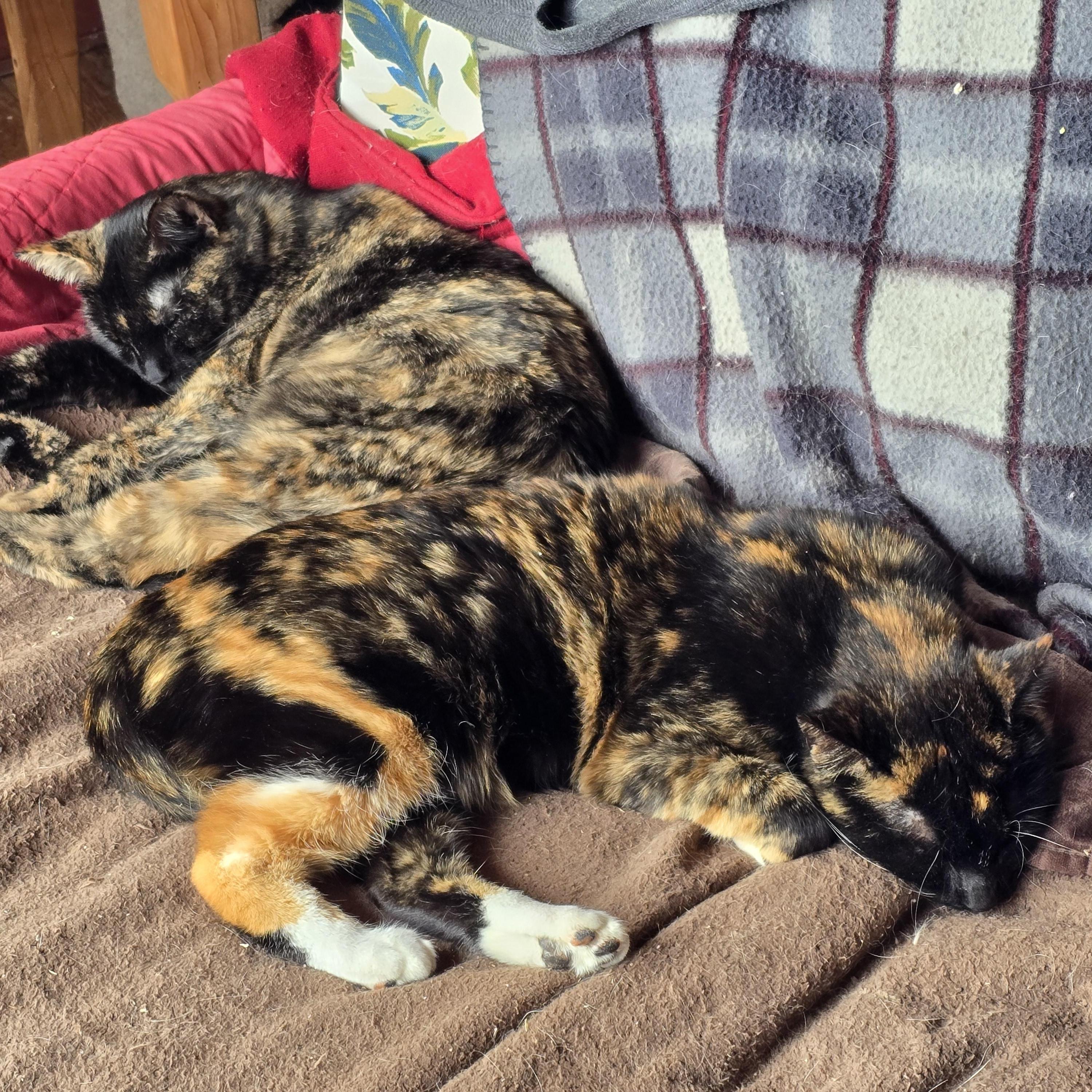 Two Tortie Girls!
