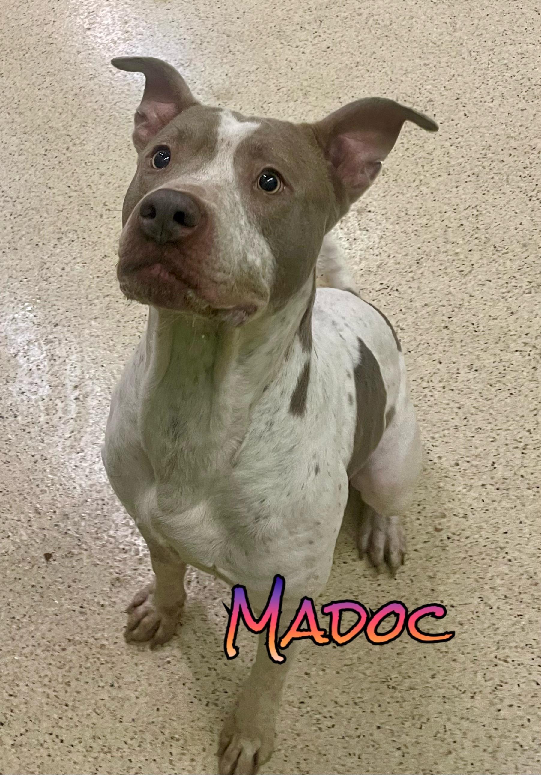 Madoc