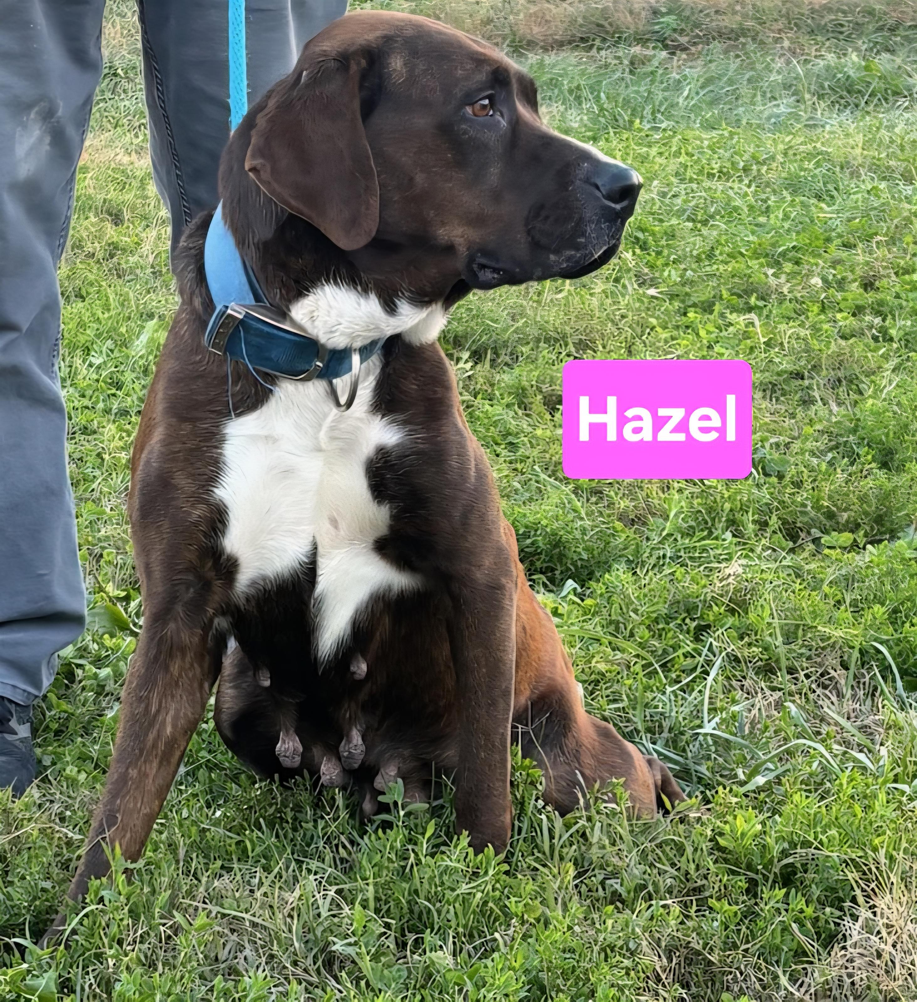 Hazel