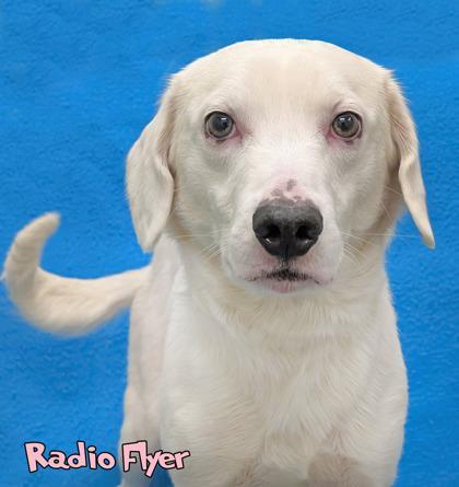 An adult medium-sized male Beagle dog named Radio Flyer for adoption in Mason, MI