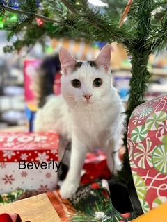 Beverly Fluffy Beauty