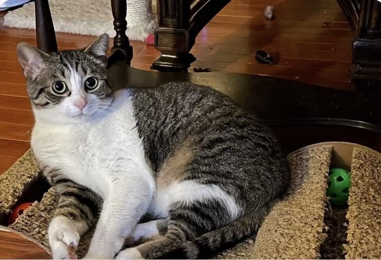 An adult large-sized female Domestic Short Hair cat named Marie for adoption in Grand Rapids, MI