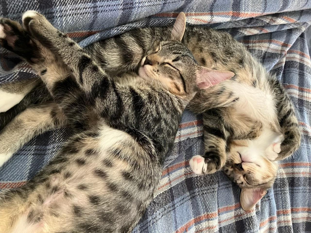 A baby small-sized female Tabby (Tiger Striped) Domestic Short Hair cat named Techno & Geisha Bonded for adoption in Boca Raton, FL