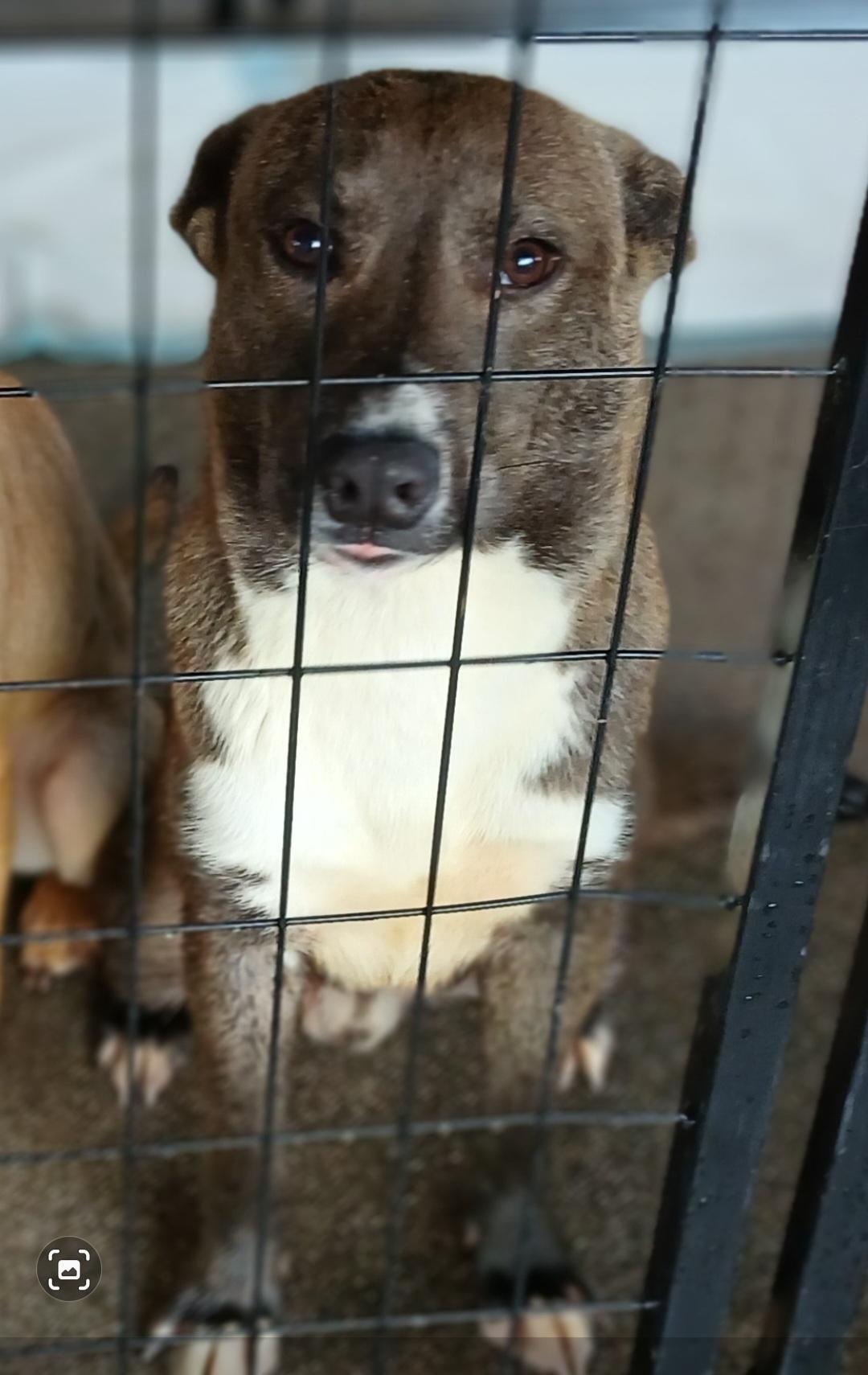 A young medium-sized male Black Mixed Breed dog named Bingo for adoption in Bellflower, CA