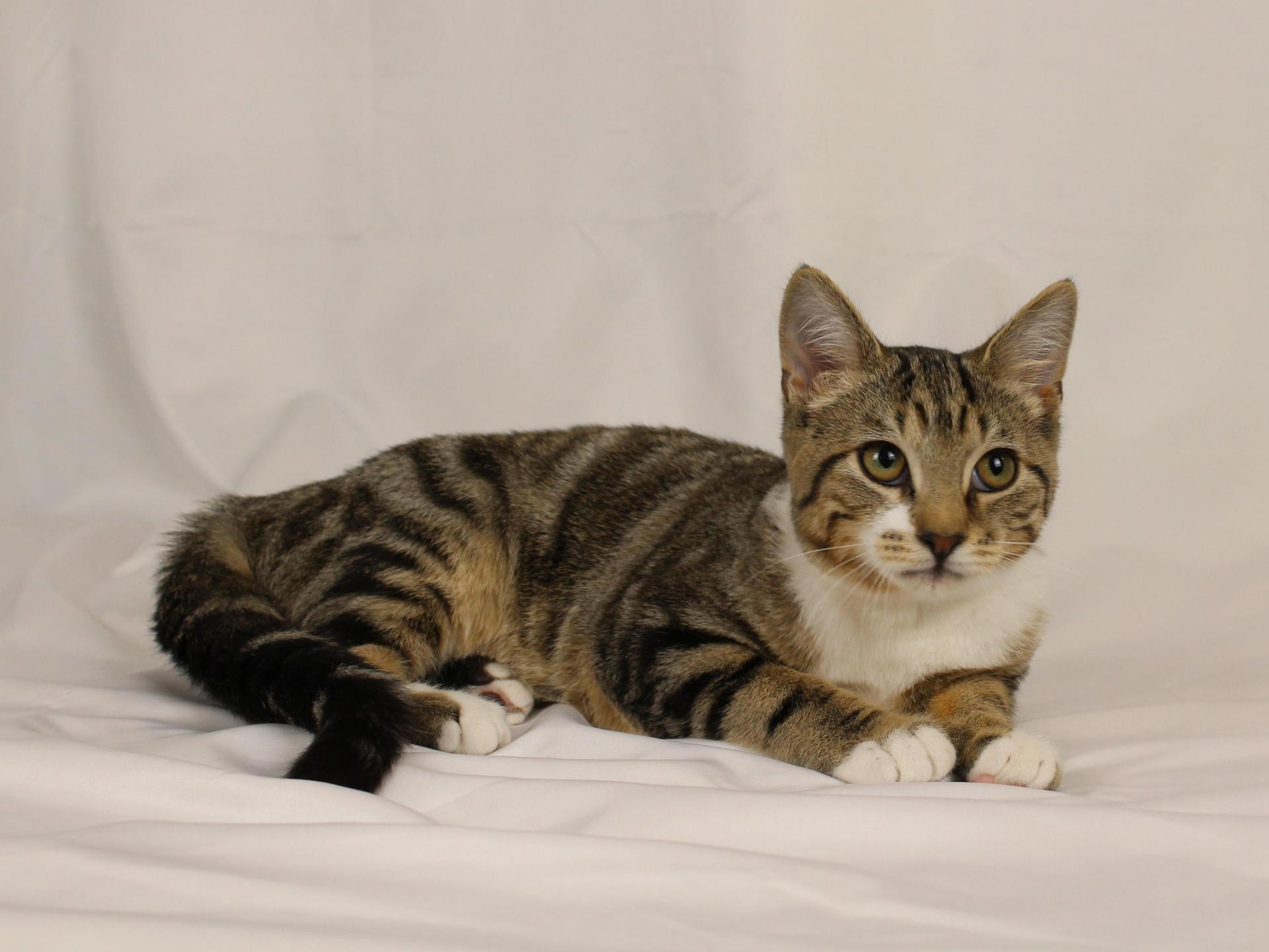 A baby medium-sized male White Domestic Short Hair cat named Marbles for adoption in Tuscaloosa, AL