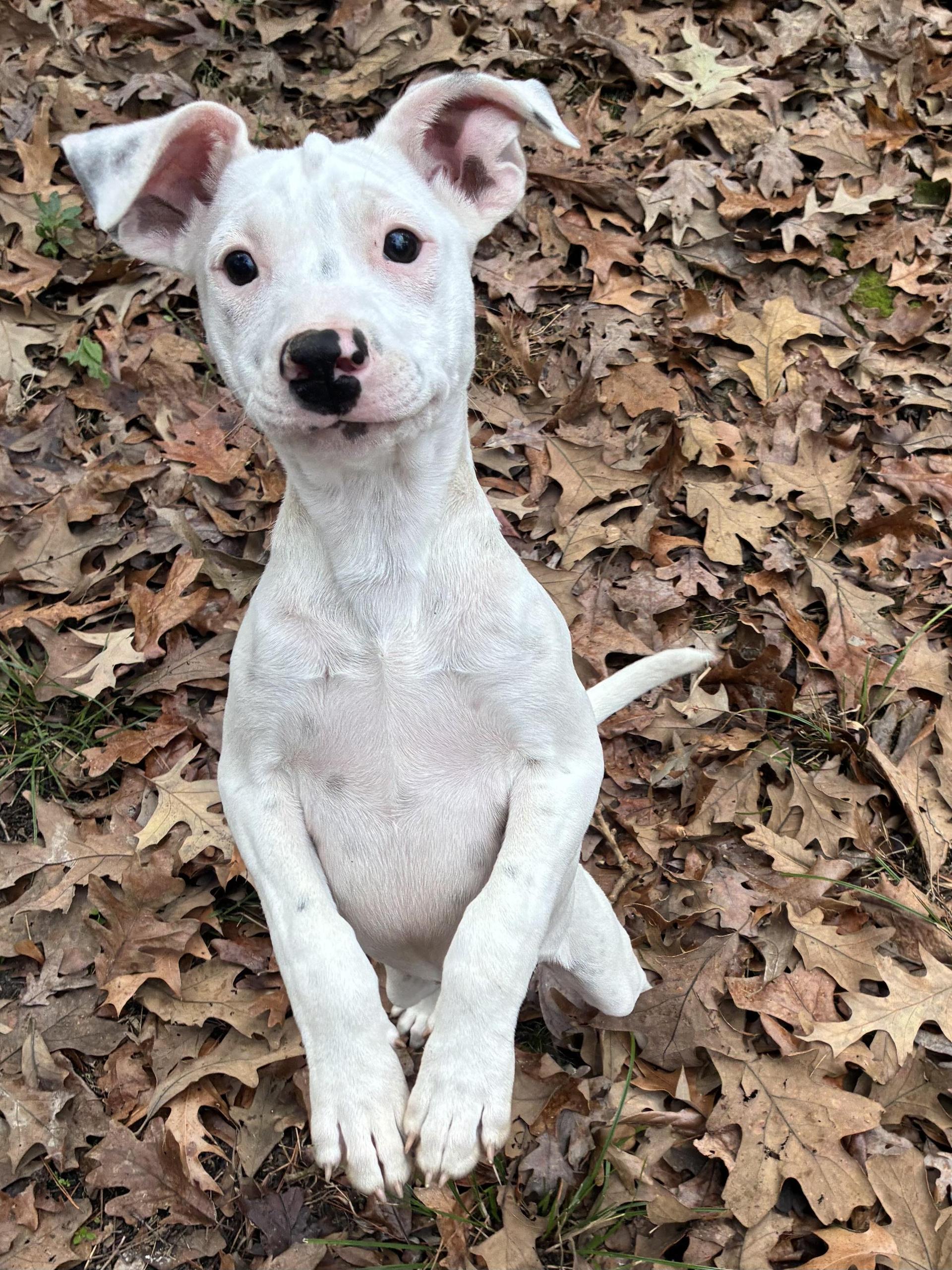 A baby medium-sized female White / Cream Catahoula Leopard Dog dog named Snow for adoption in Alexandria, LA