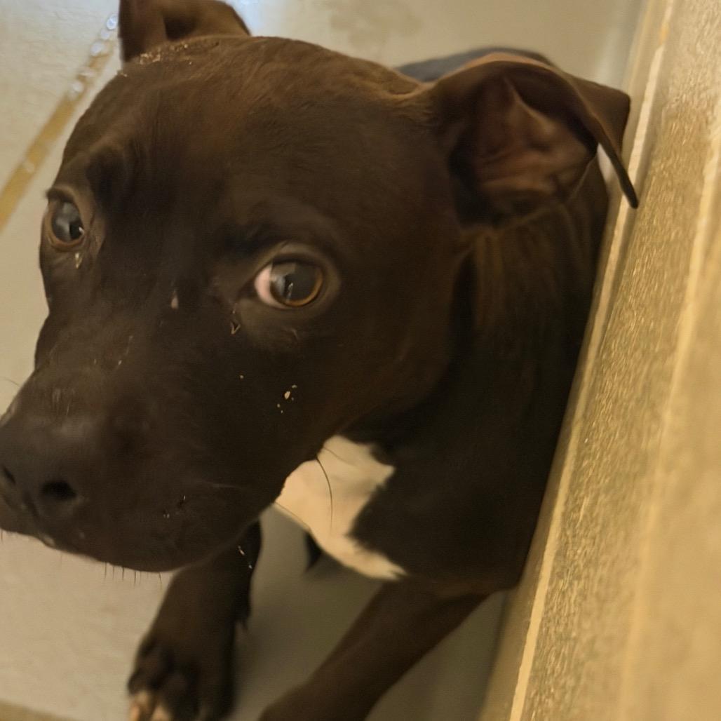 A young medium-sized female Black Mixed Breed dog named Bacon Bits for adoption in Columbus, GA