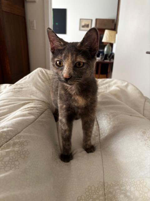 A young medium-sized female Domestic Short Hair cat named Hibiscus for adoption in New York, NY