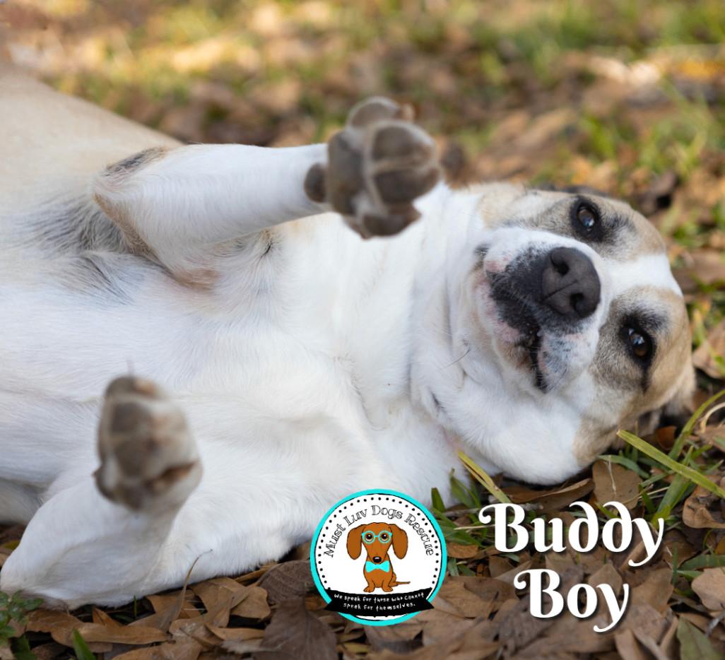 Buddy Boy photo 1