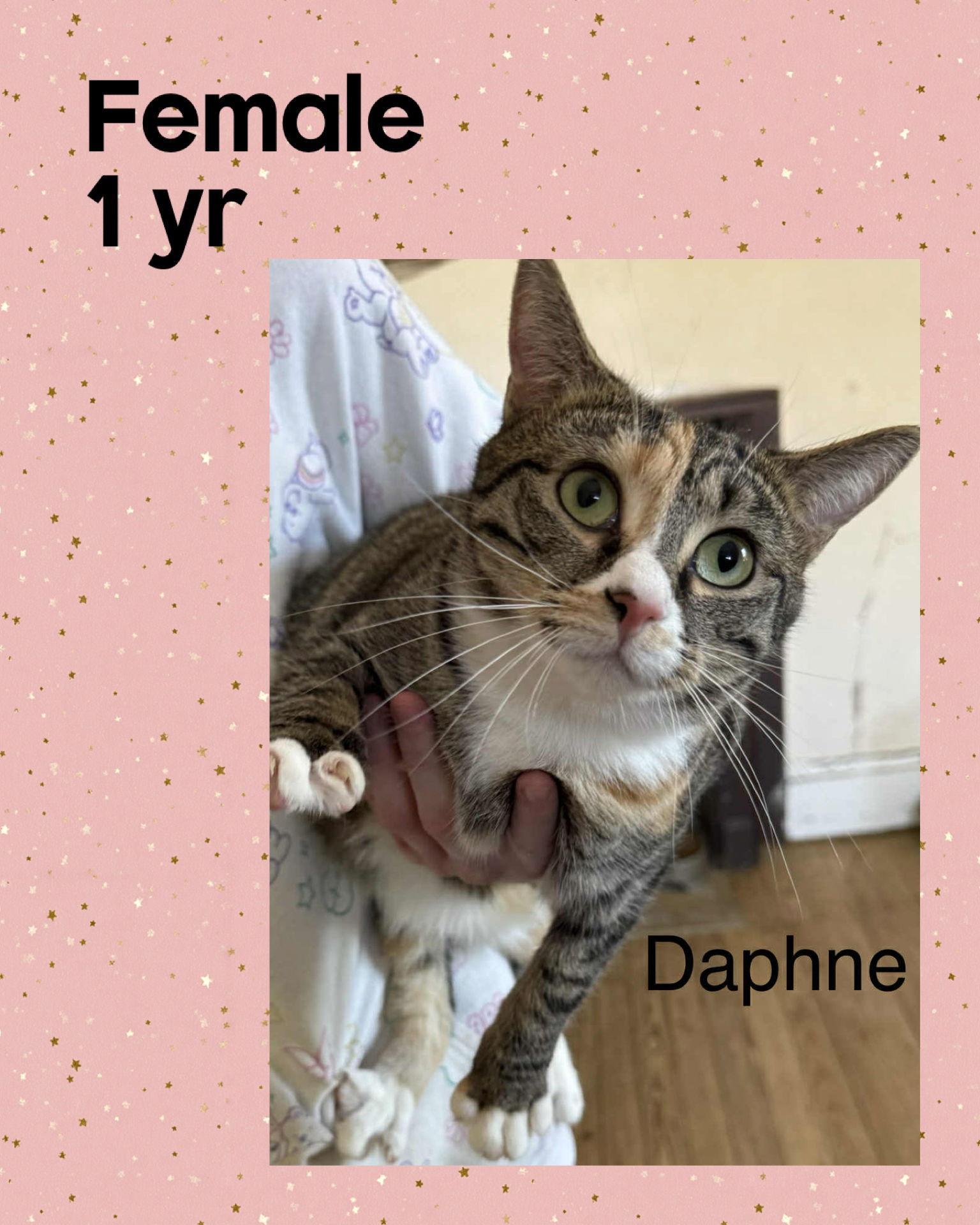 Daphne