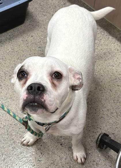 An adult medium-sized male American Bulldog dog named Bert for adoption in Fishers, IN