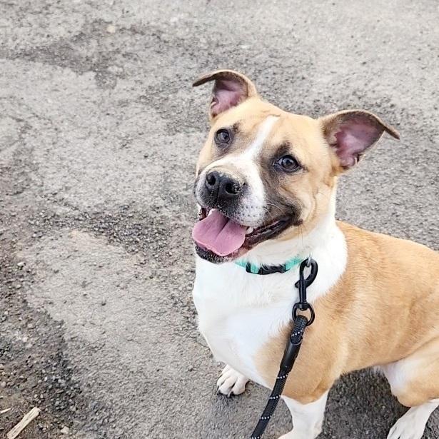 Meadow Lark Sponsored