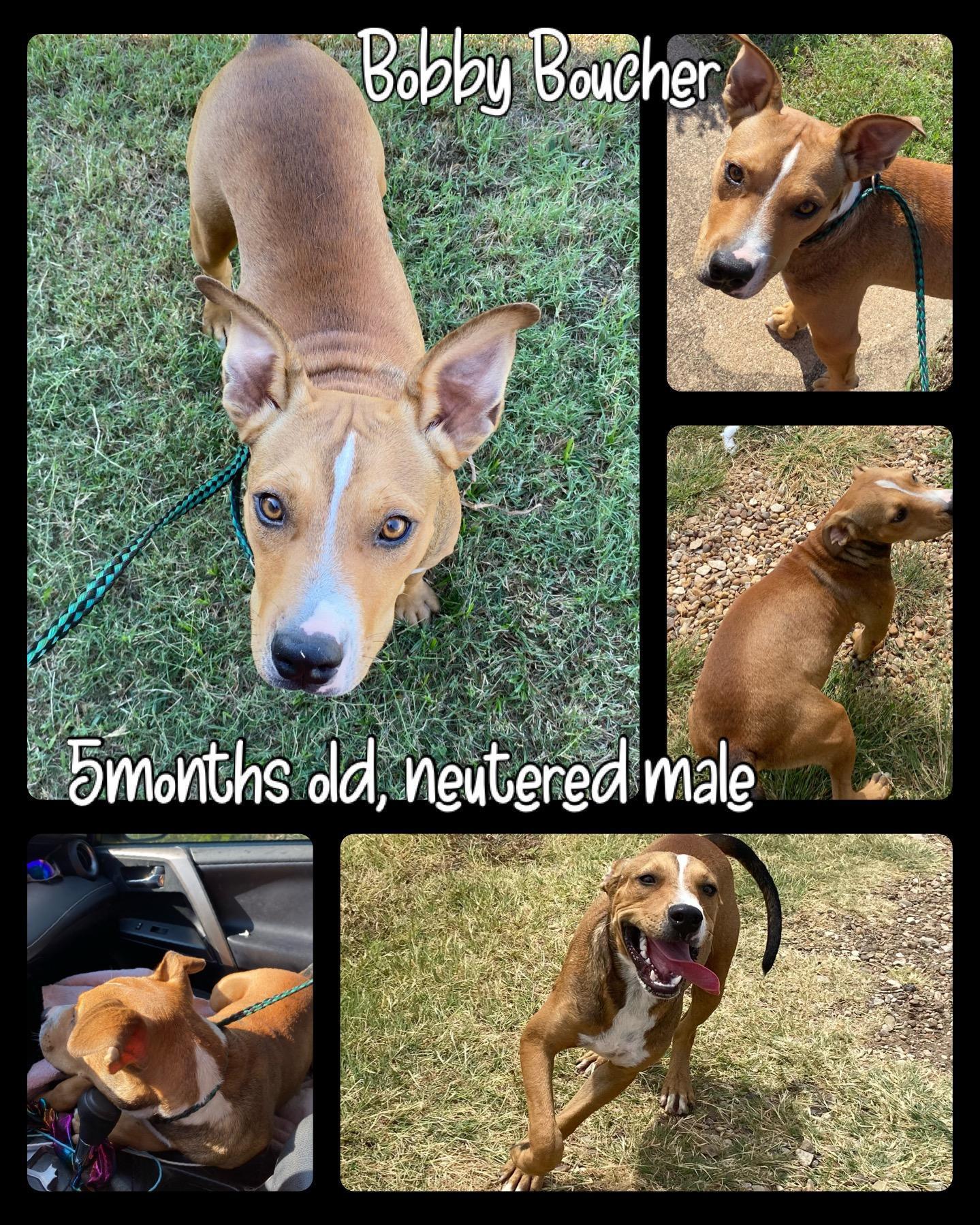 A young medium-sized male Apricot / Beige Black Mouth Cur dog named Water Boy Aka Bobby for adoption in Ladonia, TX