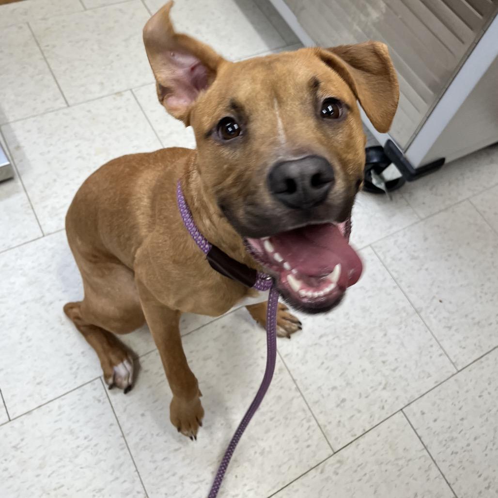 A young medium-sized female Brown / Chocolate Mixed Breed dog named Willow for adoption in Columbiana, AL