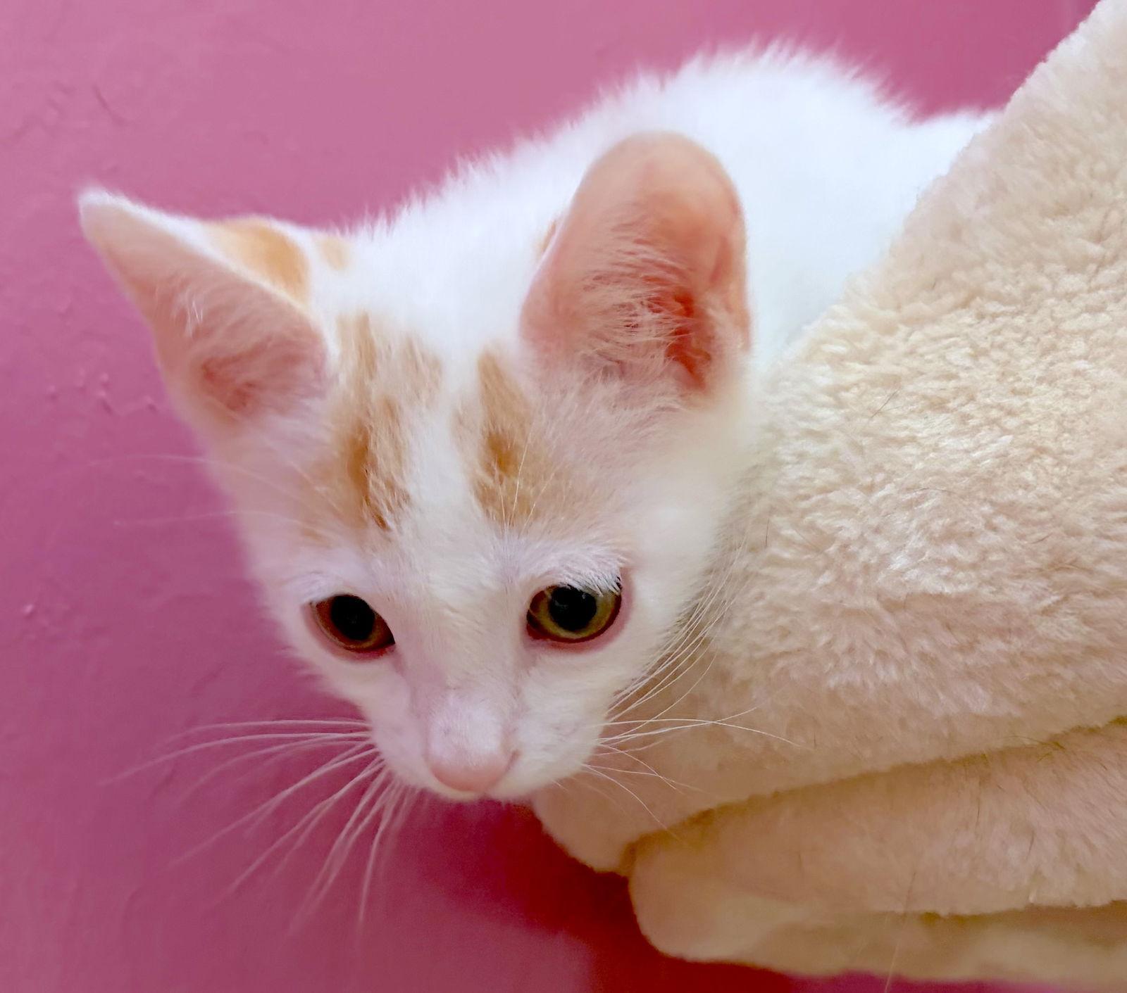 Hawthorne Bonded With