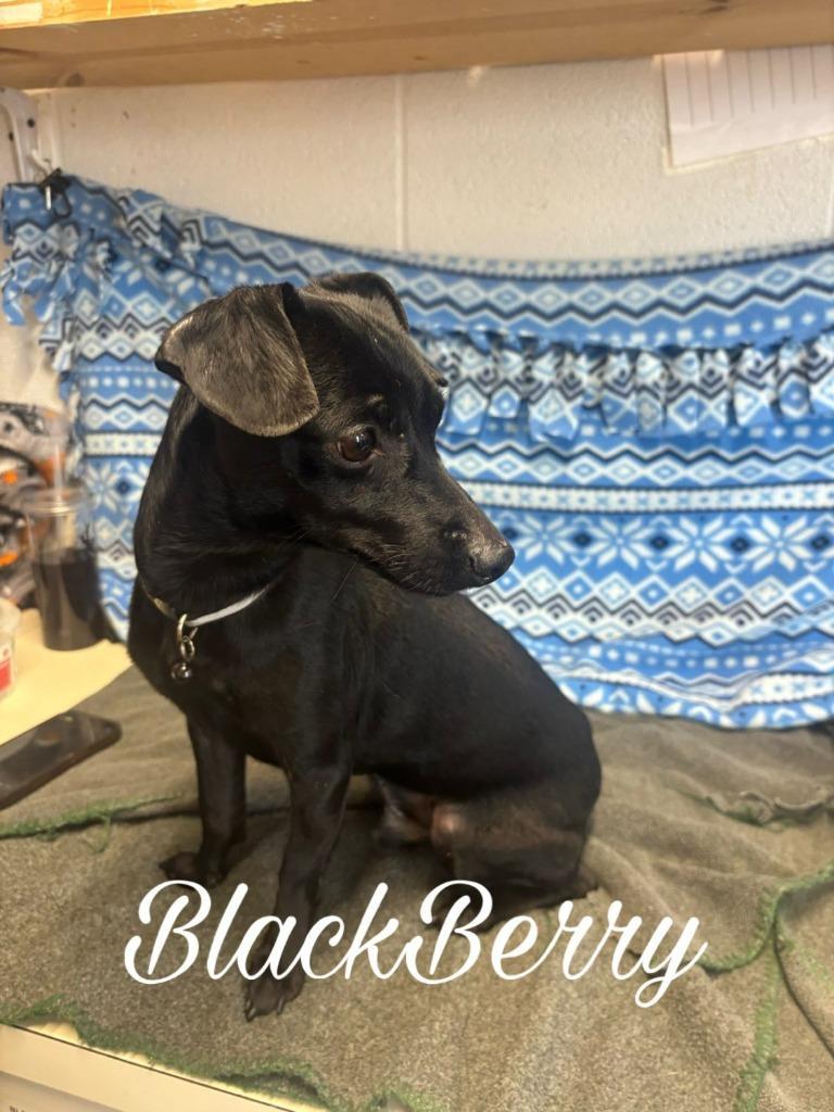 Blackberry