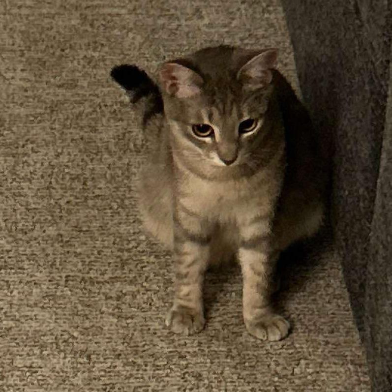 An adult medium-sized female Gray / Blue / Silver Domestic Short Hair cat named Dovey for adoption in Nampa, ID