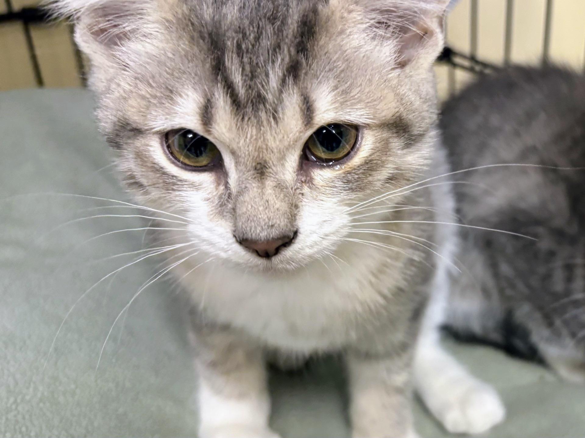 A baby small-sized female Tabby (Gray / Blue / Silver) Tabby cat named Veronica for adoption in Scottsburg, IN