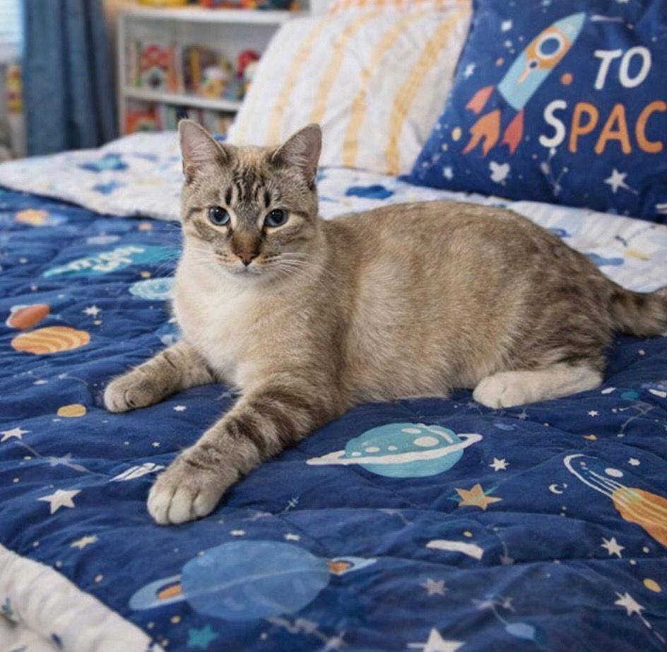 Summer Napa Petco photo 1