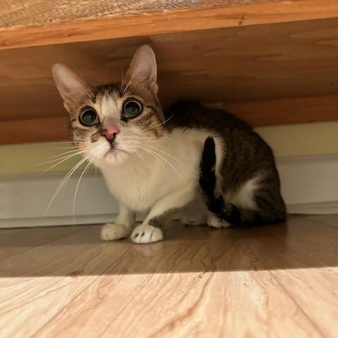 Bonded Boys: Atlas And