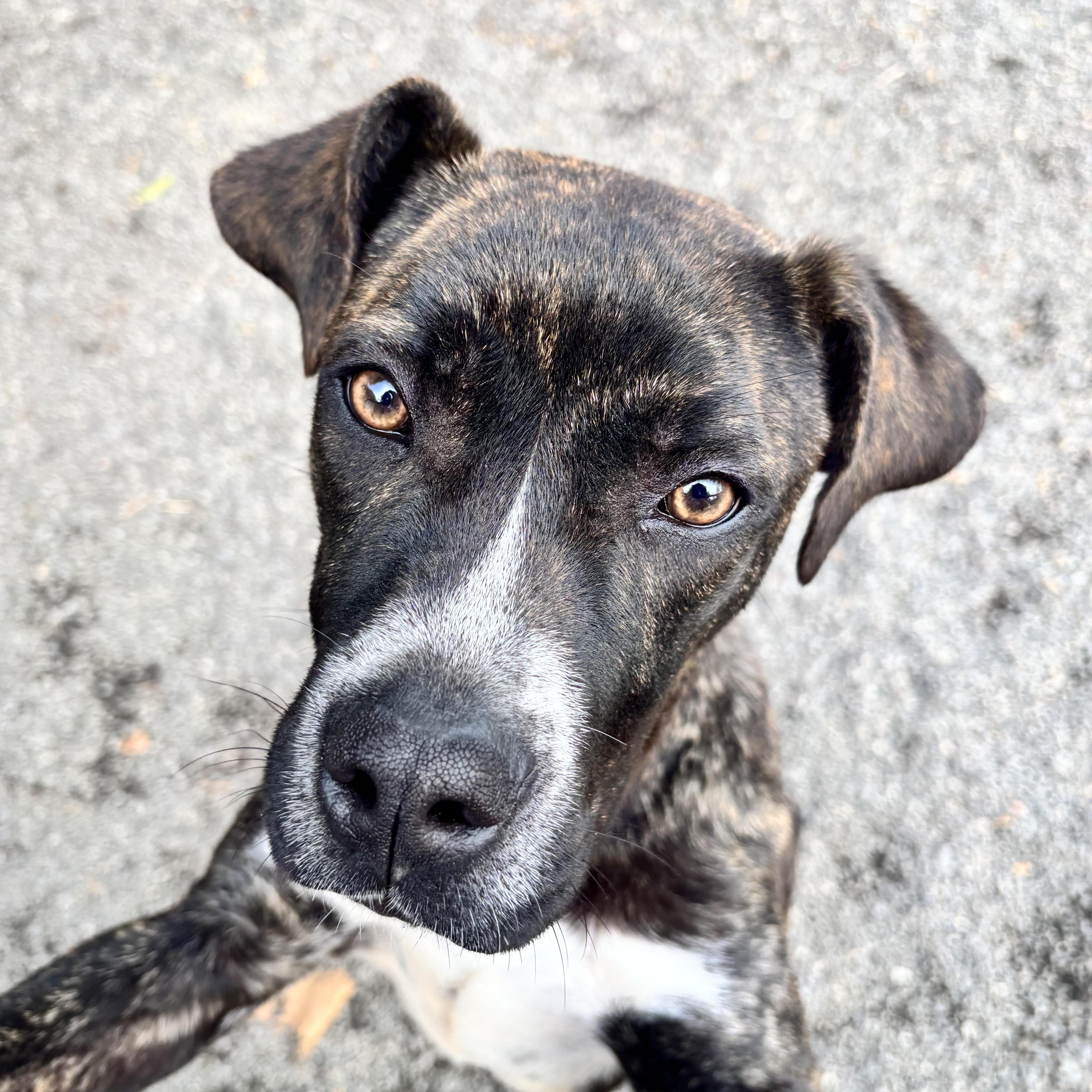 Puppy: Knit~ Veterinary Medical