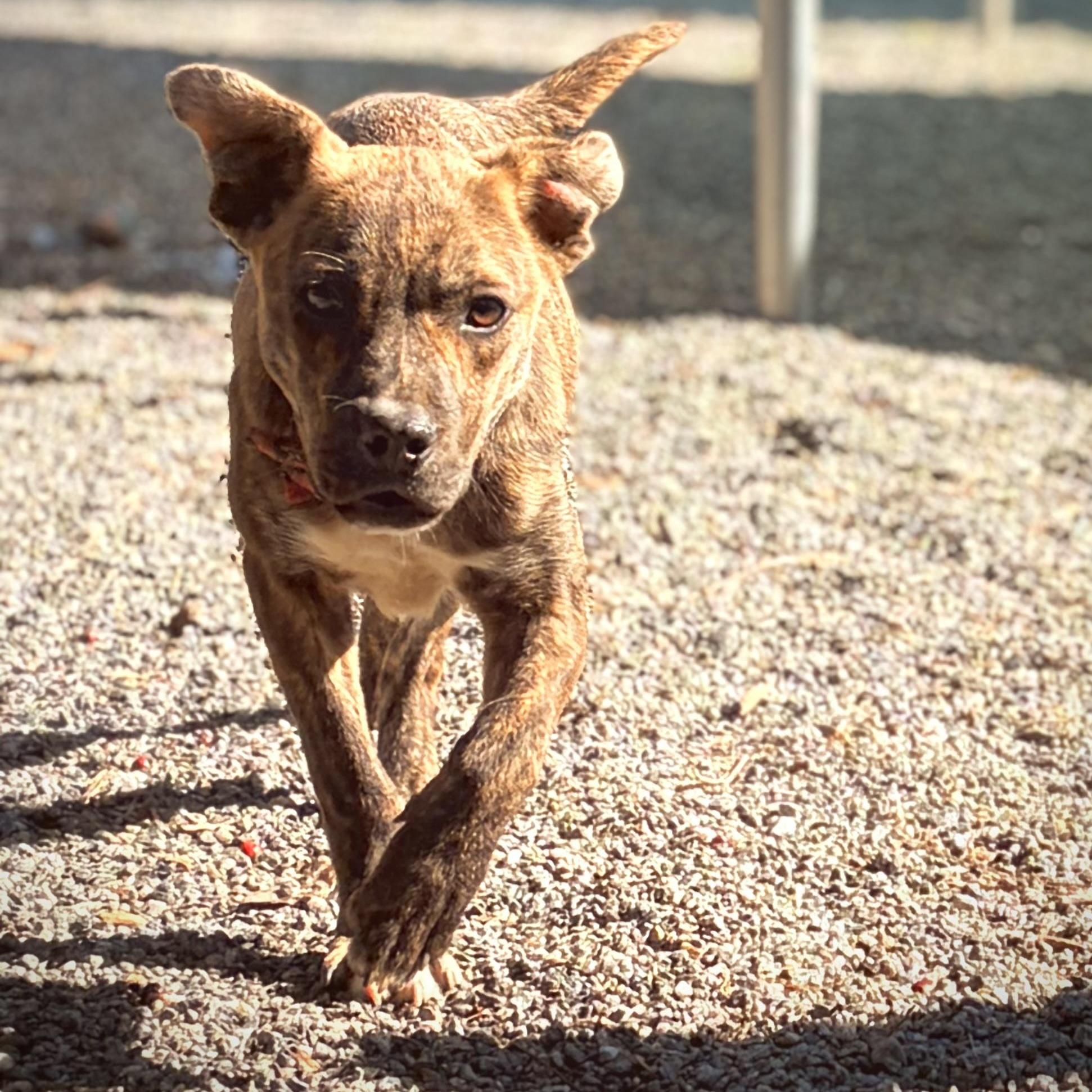 Puppies: Knit And Purl