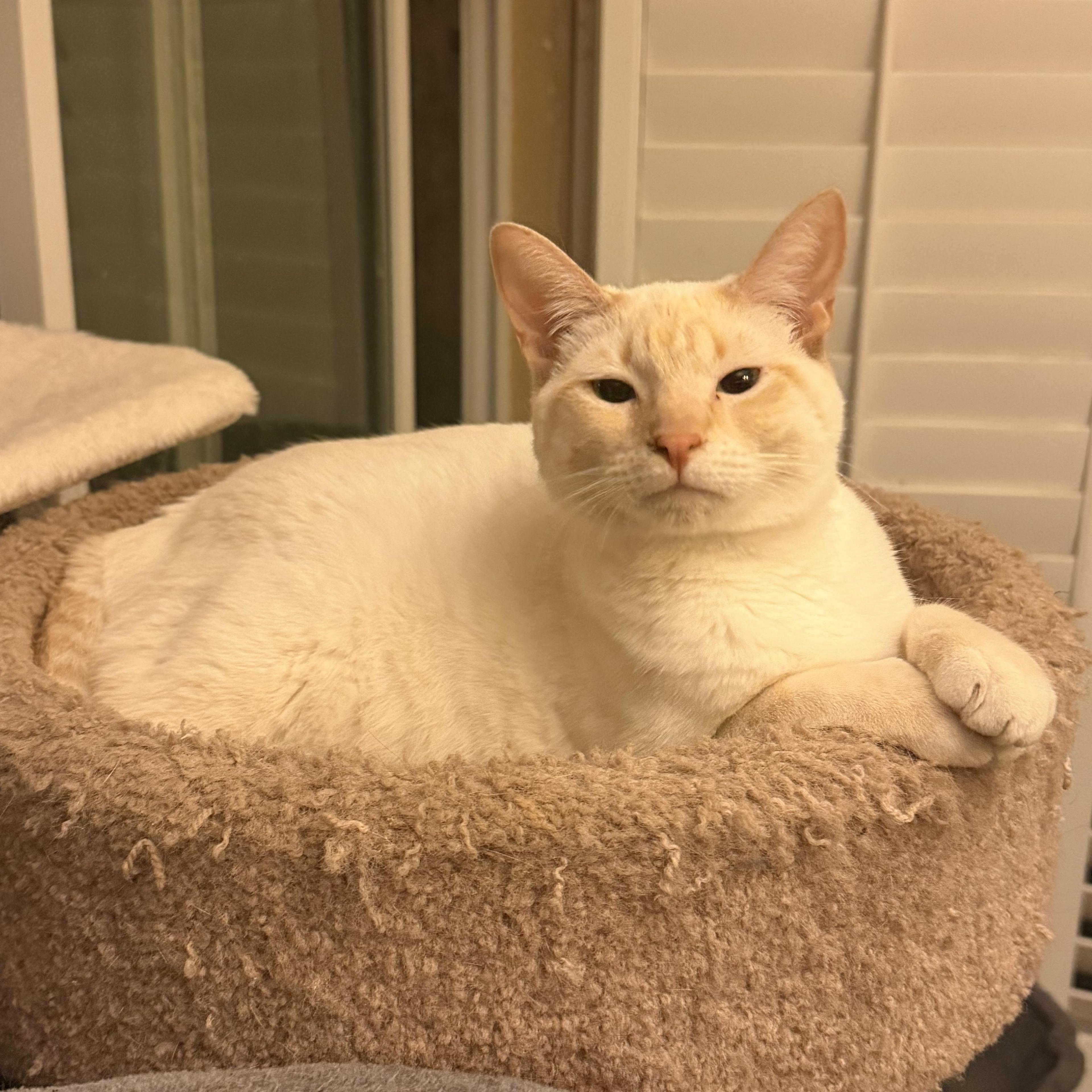 Henry’s Siamese Flamepoint