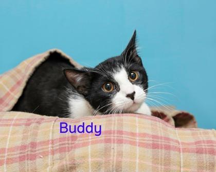 Buddy