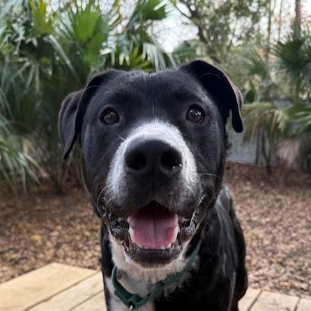 A young large-sized male Mixed Breed dog named Frank for adoption in Charleston, SC