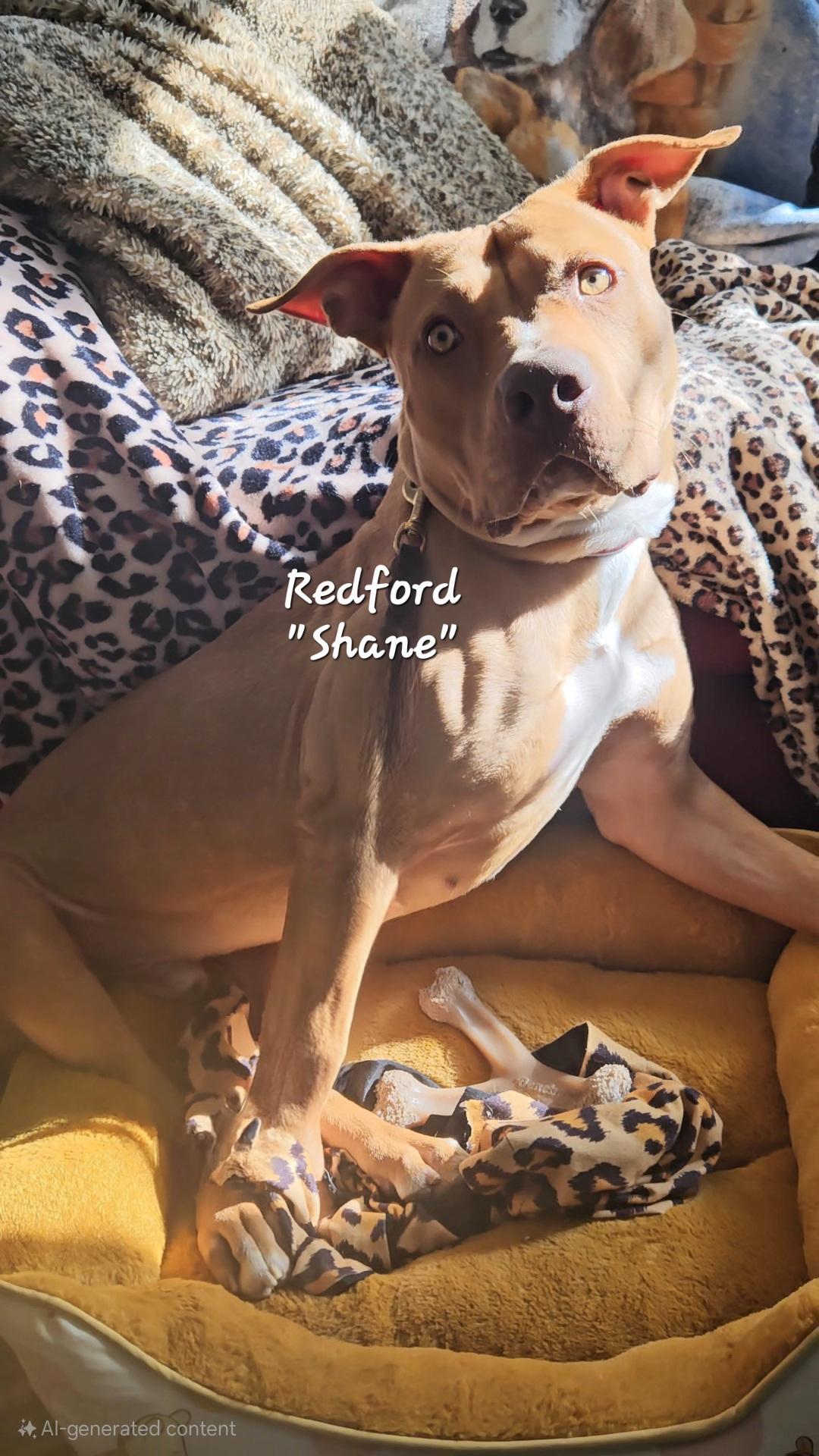 Loving Red Shane Stunning