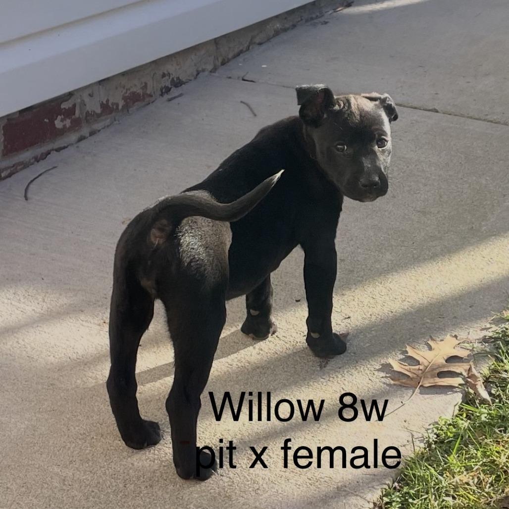 Willow