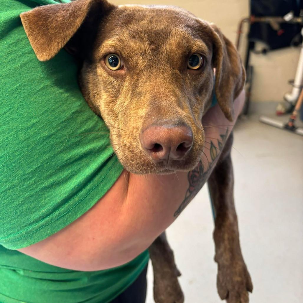 A young medium-sized female Brown / Chocolate Mixed Breed dog named Roberta for adoption in Huntington, WV