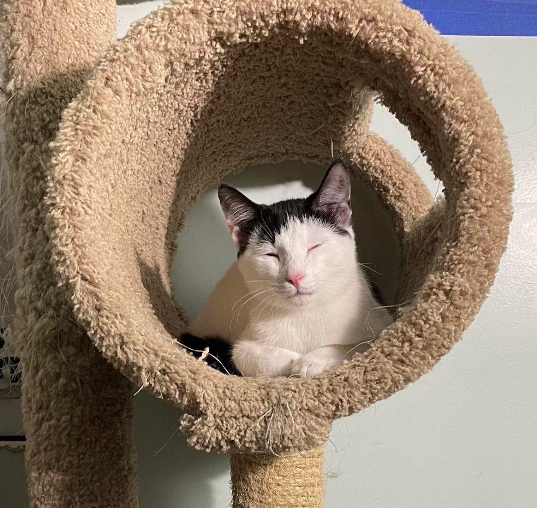 Wentworth & Moonbeam Bonded