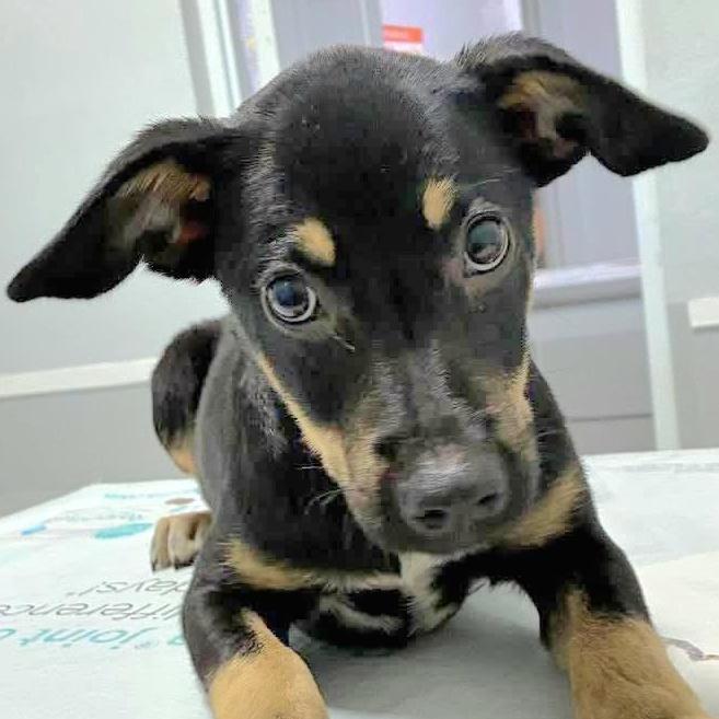 Mickey James "love Pure