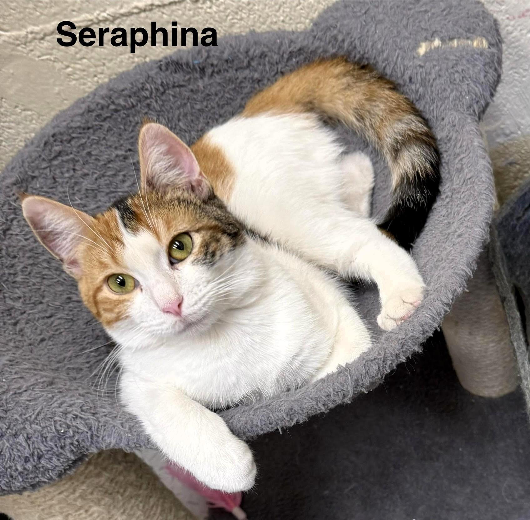 Seraphina