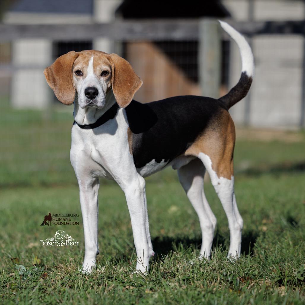 An adult medium-sized male Black Mixed Breed dog named Buddy for adoption in Marshall, VA
