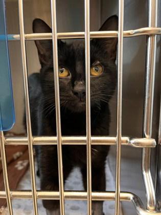An adult small-sized male Domestic Short Hair cat named Caper for adoption in Atlanta, GA