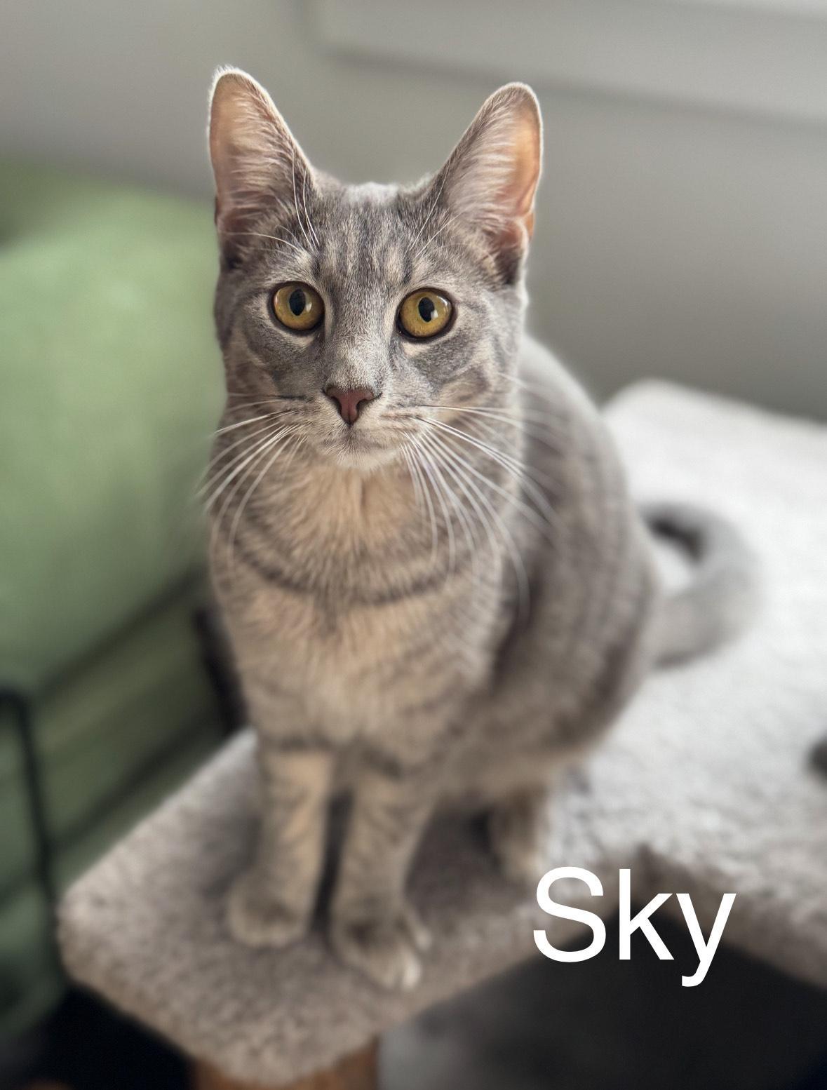 Sky