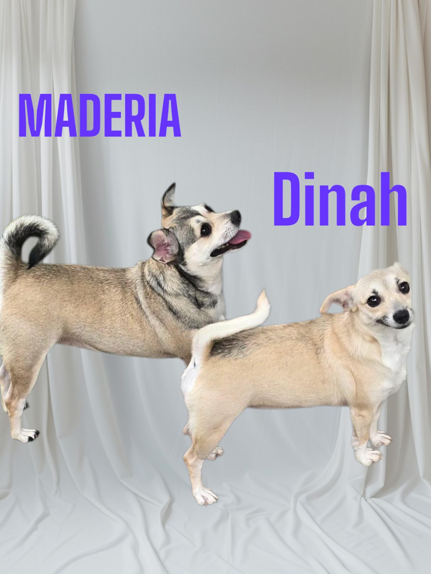 Maderia & Dinah photo 1