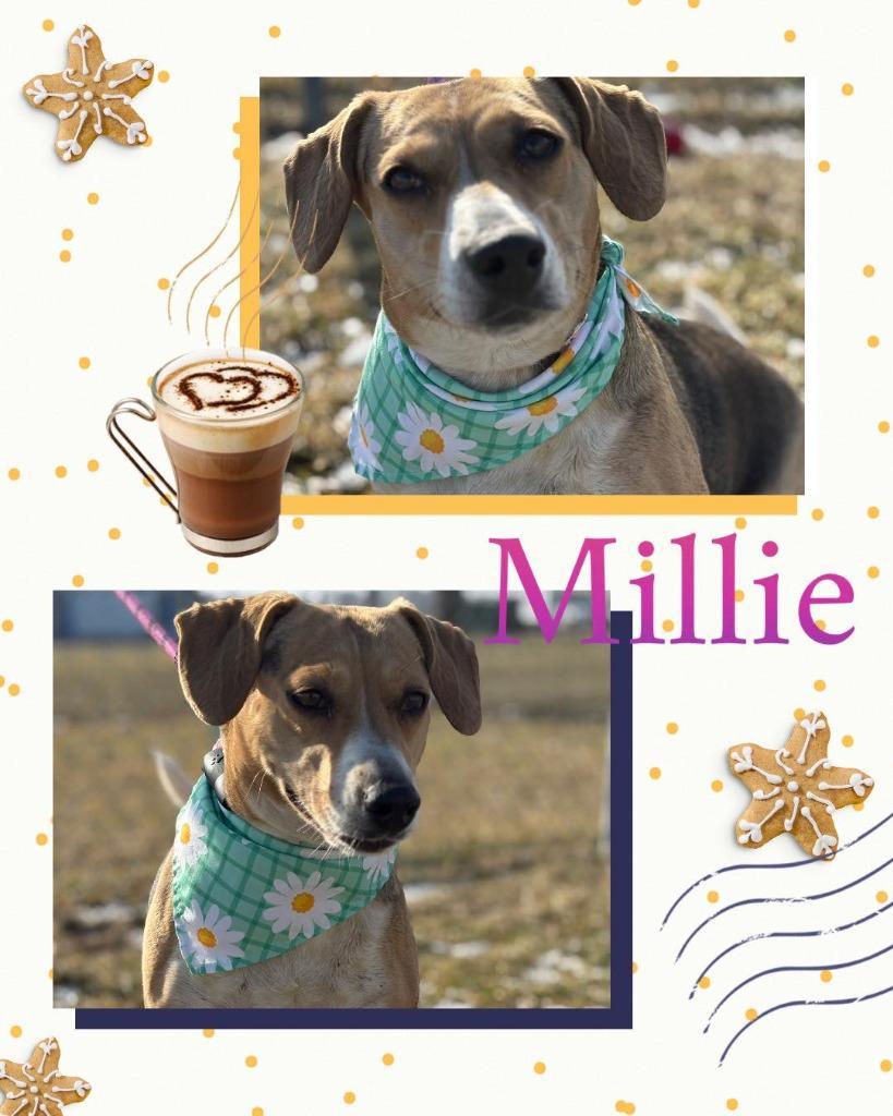 Millie photo 1
