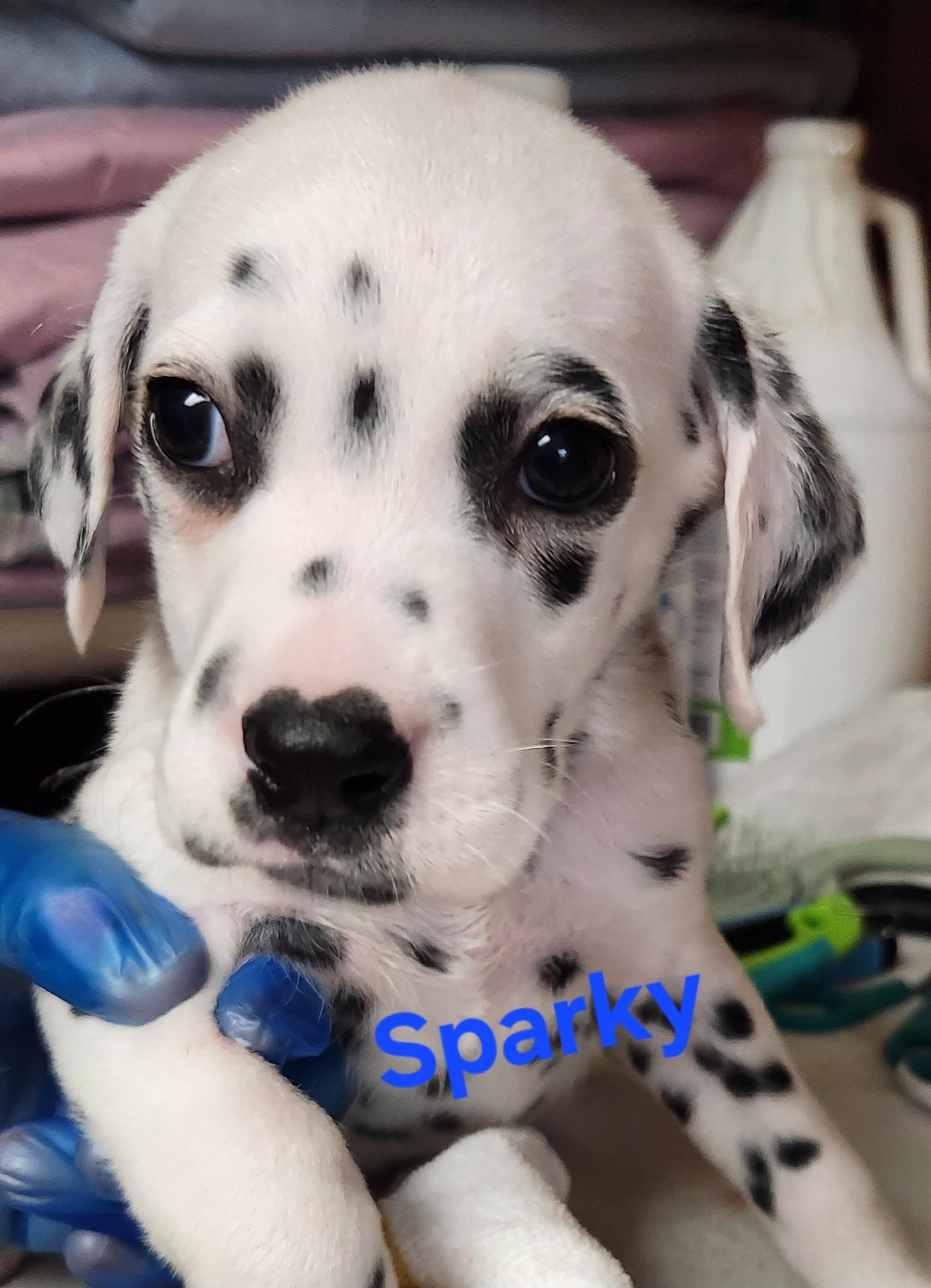 Sparky