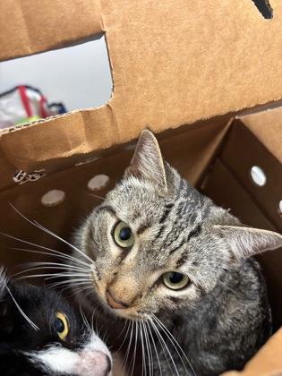 An adult small-sized male Domestic Short Hair cat named Lychee for adoption in Atlanta, GA