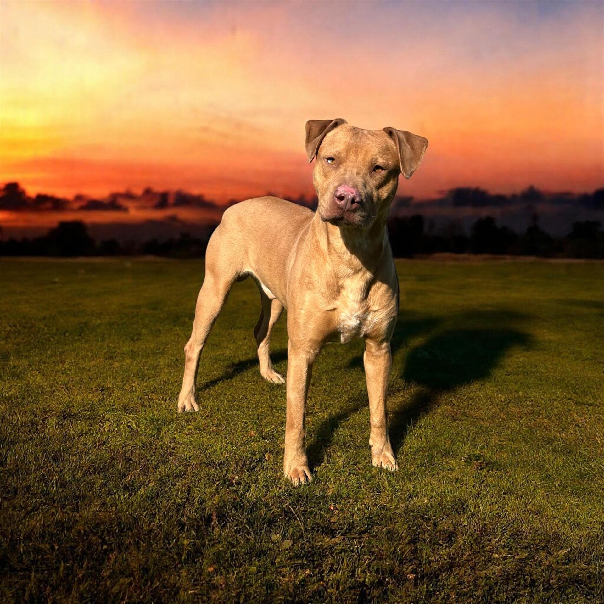 An adult medium-sized male Golden Labrador Retriever dog named Trooper for adoption in Kenedy, TX