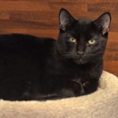 A young medium-sized male Black Domestic Short Hair cat named Ping Pong @ Petsmart for adoption in Rapid City, SD