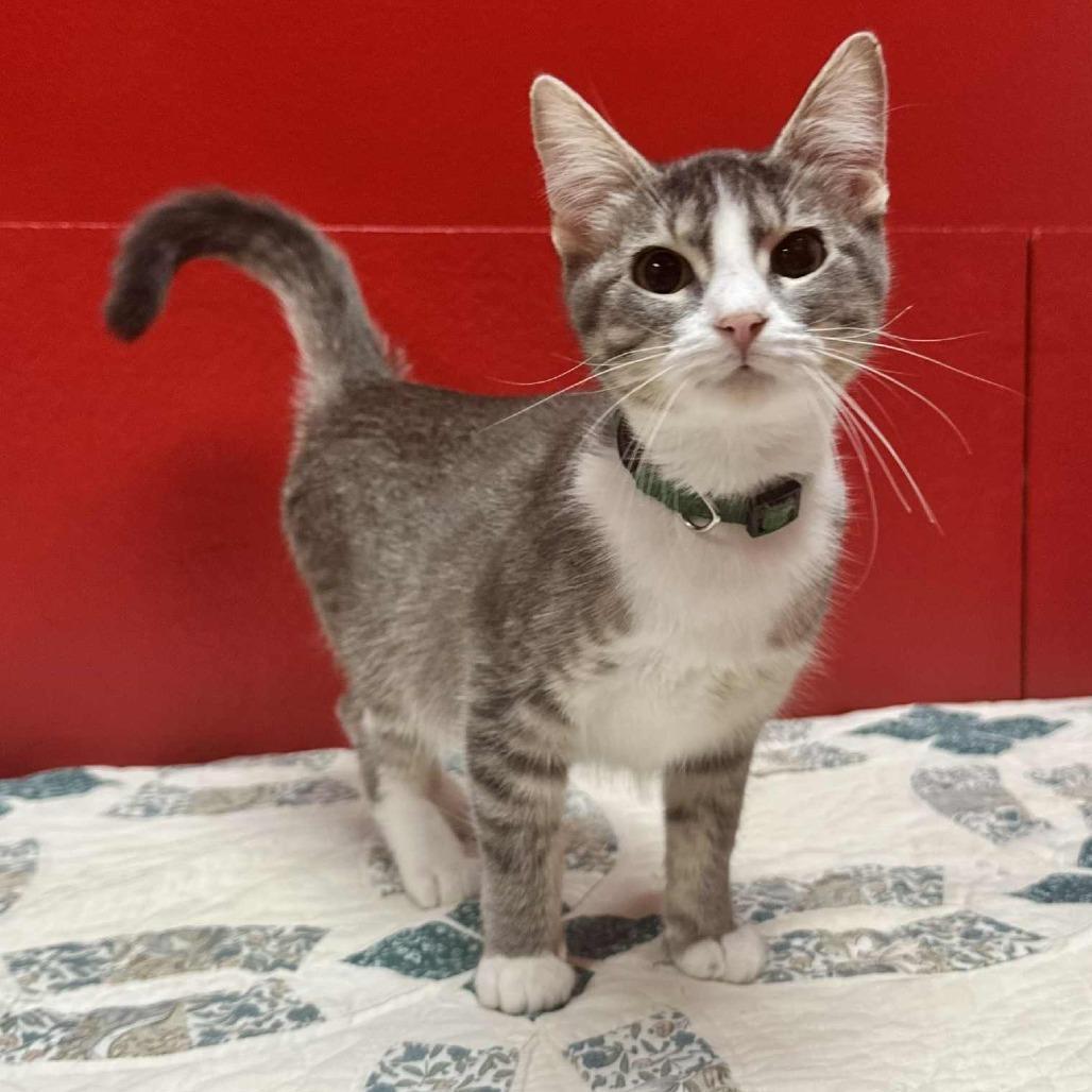 A young medium-sized female Gray / Blue / Silver Domestic Short Hair cat named Nestle Eureka Petsence for adoption in Union, MO
