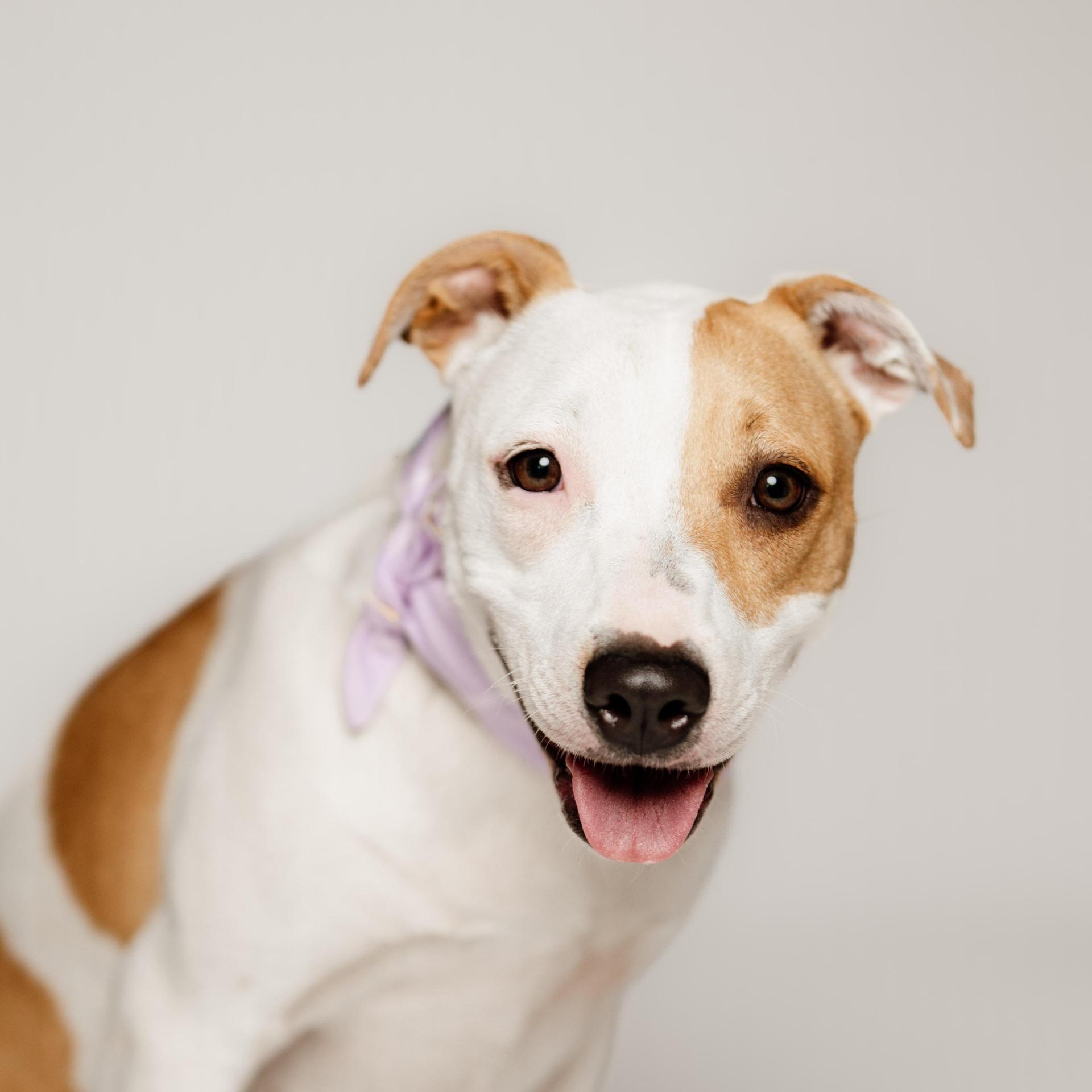 A young medium-sized female Red / Chestnut / Orange American Staffordshire Terrier dog named Gigi for adoption in Spring, TX