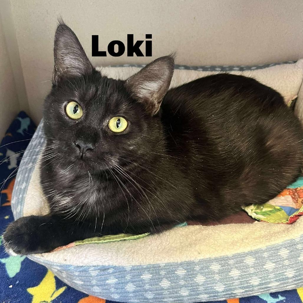 Loki